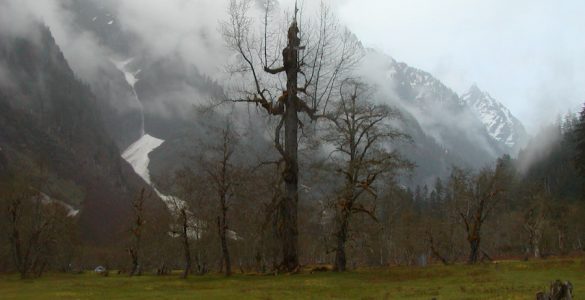 "Enchanted Valley, Olympic National Park". Credit: National Park Service, 2010, public domain.