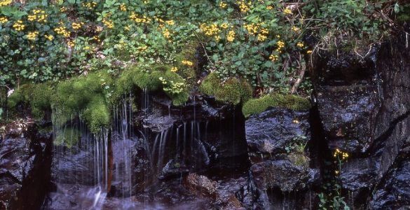 "Golden Ragwort With Waterfall". Shenandoah National Park, National Park Service, 2010, public domain.