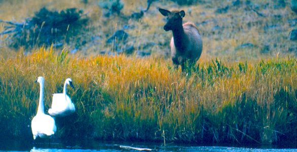 "Elk and Swans": A Cow Elk with two Trumpeter Swans in a Grand Teton National Park wetland. Credit: Grand Teton National Park, National Park Service, Public Domain.