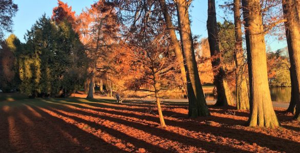 "Green Lake in the Fall", an expanse of water and green space in the center of a dense urban neighborhood. By Bruce at C89.5.