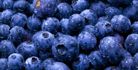 "Blueberries from Alaska". Credit: Alaska Region Subsistence, National Park Service, public domain.