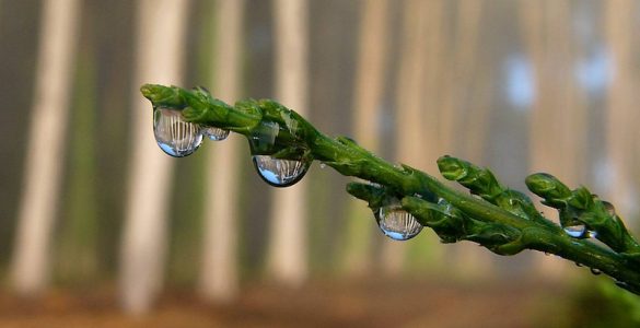 "Fog Drops and Cypress". Photograph of fog drops and cypress at Presidio of San Francisco. Credit: Presidio of San Francisco, National Park Service, public domain.