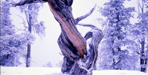 "Snow Covered Bristlecone". Credit: Bryce Canyon National Park, National Park Service, public domain.