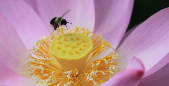 "Bee on Lotus Flower". Credit: Kenilworth Park & Aquatic Gardens, National Park Service, public domain.