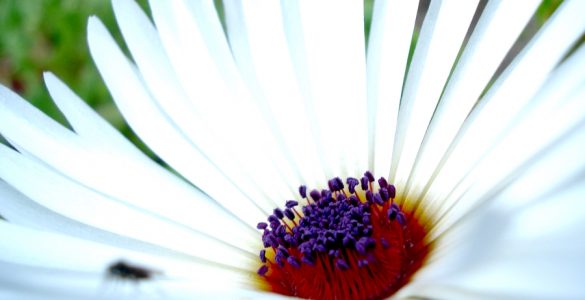 "Daisy Blooming in Glacier Bay". Credit: Glacier Bay National Park and Preserve (National Park Service), public domain.