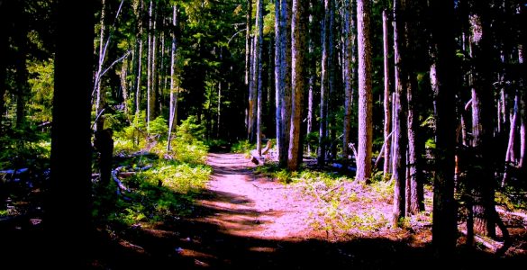 Abandoned road, now an active hiking trail, through the forest of Oregon.