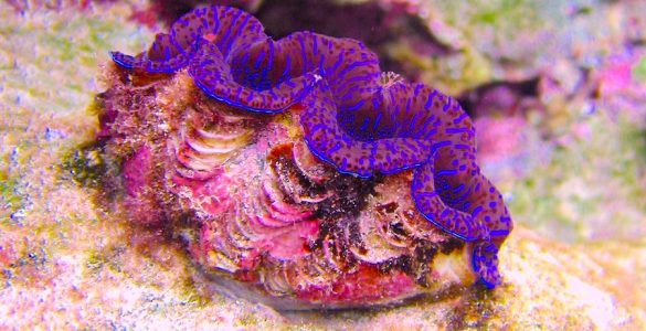 Giant clam with vivid purple highlights.