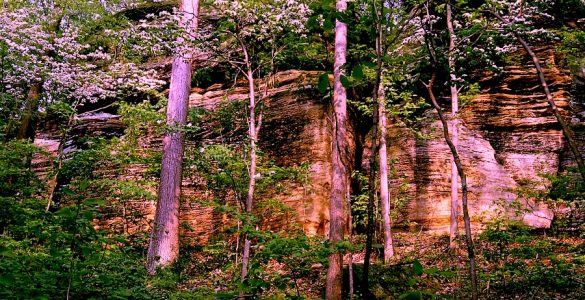 Trees on a mountain ledge. A serene setting.