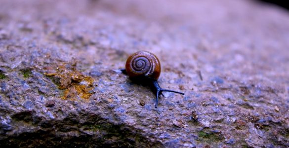 Snail on a rock.