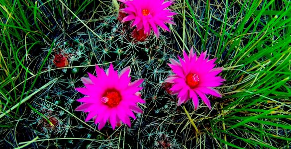 Bright pink flowers with greenery in the background