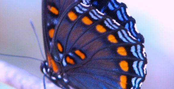 A colorful butterfly on a branch.