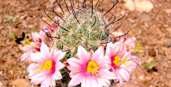 A pincushion cacus with bright pink and yellow flowers.