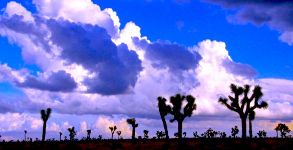 Fluffy clouds over a desert landscape with joshua trees at dusk.