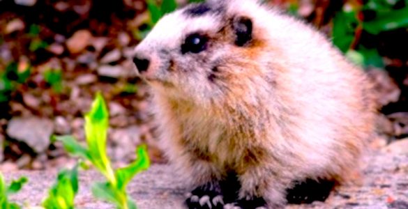 A baby marmot sitting on the ground next to a green plant.