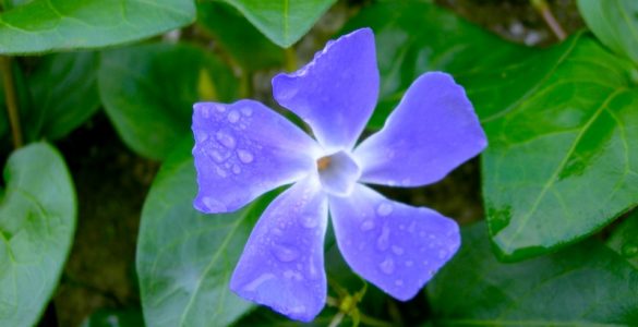 A purple Periwinkle flower with dew drops, on a background of green leaves.