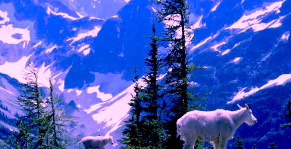 Two white mountain goats in the foreground are standing above a steep vegetated decline with sparse evergreen trees. A large snow covered valley is below, and tall, rocky mountains, some too steep to hold snow, are in the background. The sky is light blue.