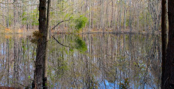 A pond surrounded by trees, likely in the late winter, as there are no leaves on the non-evergreen trees. A single pine tree stands in the foreground. A reflection of the entire forest is seen in the water of the pond.