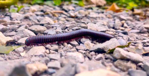 A black millipede walking on a stone gravel surface.