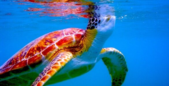 As viewed from below the water surface, a green turtle peaks it's head above the water for air. The tutle is brown, green and white. The water is vivid blue.