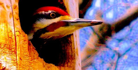 A woodpecker's head peering out the woodpecker's hole in a tree. The woodpecker has a red forehead with brown stripes. The background is our of focus, with brown branches and some blue sky.