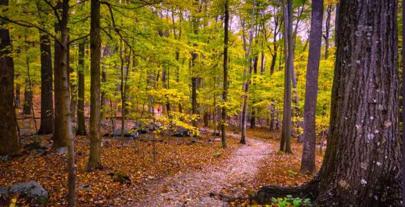 A trail winding through a forest. The leaves on the trees are green and yellow. The forest is heavily wooded. On the ground are boulders spread throughout the trees, suggesting a mountainous area.