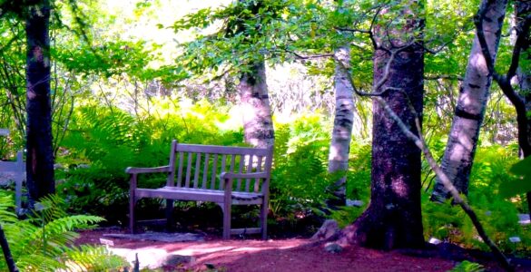 A trail through a forest with a wooden bench. The ground cover is ferns, reaching about 3 feet high. There are several trees on the foreground providing shade to the bench. In the background are some sun-bleached trees. The trail is made of dirt and appears to be well maintained.