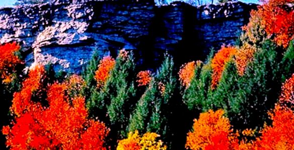 A high rocky cliff with trees in front of it. The trees are autumn colors, including orange, yellow, red and green. On top of the cliff are some trees in which you can only see the shape of. The sky is blue. The cliff is approximately 35 feet feet higher than the tree line below.