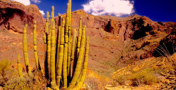 There is a tall green cactus in the foreground that loosely resembles a set of organ pipes, with some brown, yellow and green underbrush. The landscape is a desert, with a tall, quickly rising mountain in the not-too-far background. There is little to no vegetation on the mountain. The sky is blue with two white, fluffy clouds.