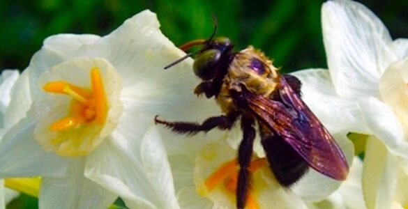 A close up of a bee on a flower. The flower has white petals with a yellow style. The bee is black with a yellow upper torso, and is fussy. The background is out of focus, but is green from the foliage.