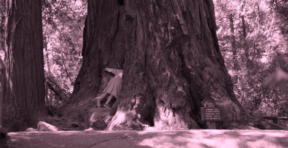 This is a black and white image. The lower two thirds of a person can be seen peaking their upper third into a giant tree trunk's crevice. The tree is about 40 feet across and only the lowest section of the tree can fit in the picture. The giant tree is surrounded by smaller deciduous trees. A sign at the tree says 'Largest Tree At Muir Woods' with elevation, height and age information.