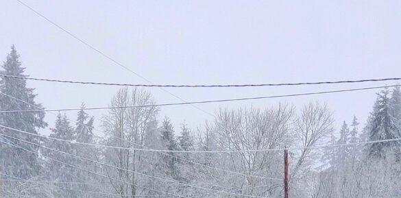 On a cold, wintry December afternoon there is a white sky with wintry trees in the background and poles in the foreground.