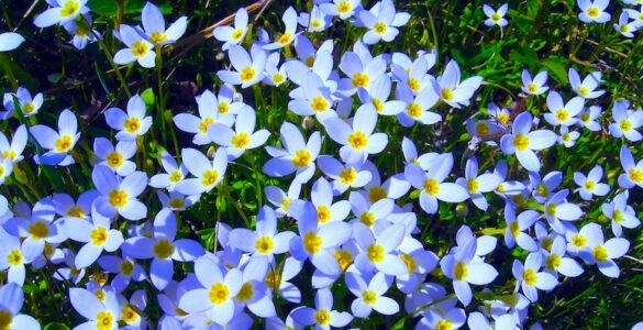 Tiny, delicate wildflowers with white blooms and slender green stems bask in the warm glow of an late winter sunrise.