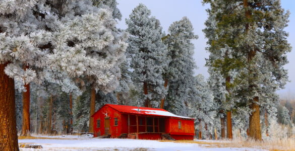 A rustic brown cabin nestled in a snowy forest clearing. Snow-laden evergreen trees stand tall in the background and foreground, framing the quaint cabin. A light dusting of snow blankets the ground, creating a peaceful winter wonderland scene.