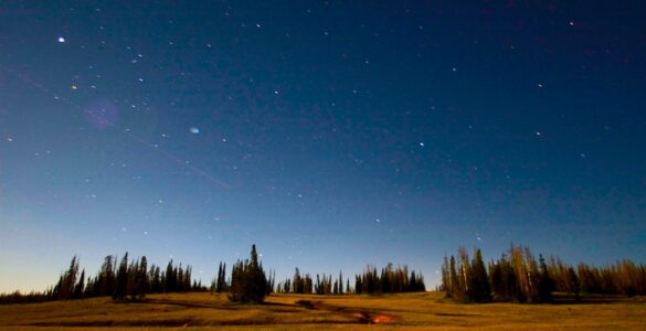 Starry night sky with celestial light over a meadow surrounded by conifer trees.