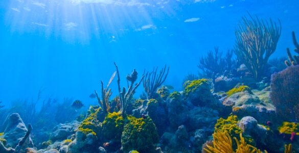 A brightly lit underwater scene. Sunlight filters through blue water, revealing colorful coral in shades of green and yellow. Striped fish flit among the coral.