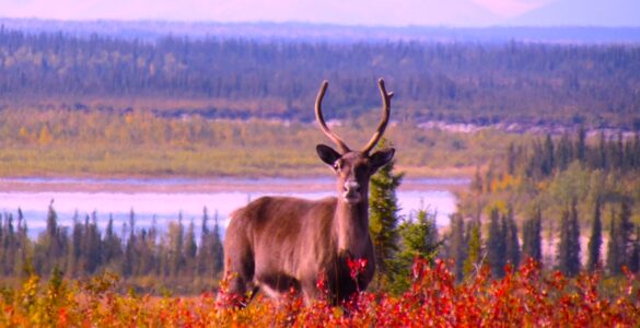 Close-up of a caribou facing the camera. It stands amidst bright red shrubs, with a flowing river and an evergreen forest in the background.