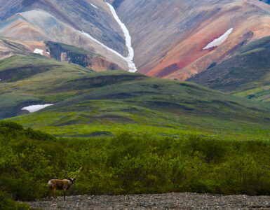Lush green Alaskan hills roll towards snow-capped mountains in the distance. A lone deer stands in the foreground.