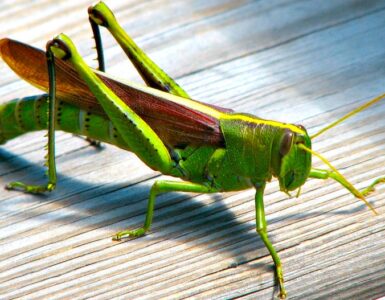A bird grasshopper with leather-colored wings, green torso, head, and legs, standing on a piece of white wood.