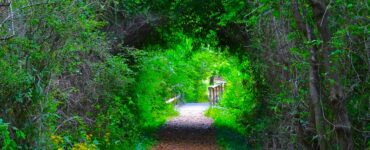 A path winding through a tunnel of green tree branches, with a wooden walking bridge visible further down the trail and more lush foliage surrounding the scene.