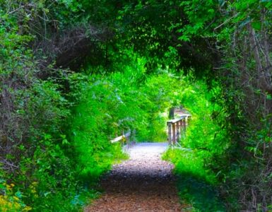 A path winding through a tunnel of green tree branches, with a wooden walking bridge visible further down the trail and more lush foliage surrounding the scene.