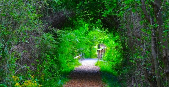 A path winding through a tunnel of green tree branches, with a wooden walking bridge visible further down the trail and more lush foliage surrounding the scene.