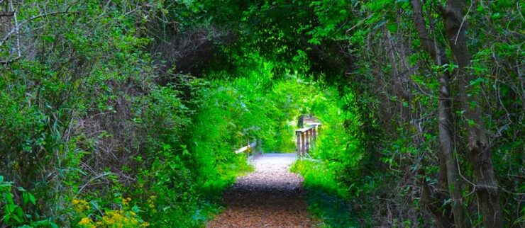 A path winding through a tunnel of green tree branches, with a wooden walking bridge visible further down the trail and more lush foliage surrounding the scene.