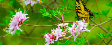 A butterfly with orange wings and black markings lands on a Pinkshell Azalea rhododendron, which features green leaves and pink flowers.