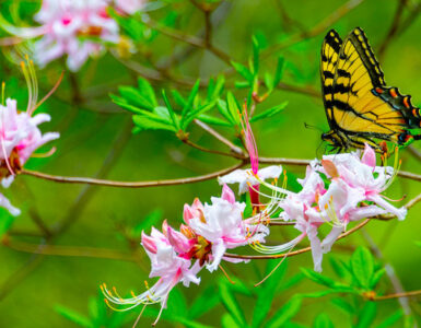 A butterfly with orange wings and black markings lands on a Pinkshell Azalea rhododendron, which features green leaves and pink flowers.