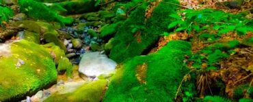 A clear stream flowing through a bed of small rocks, with moss-covered green rocks and lush green foliage along the bank.