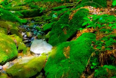 A clear stream flowing through a bed of small rocks, with moss-covered green rocks and lush green foliage along the bank.