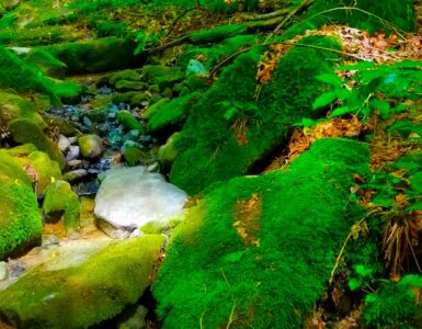 A clear stream flowing through a bed of small rocks, with moss-covered green rocks and lush green foliage along the bank.