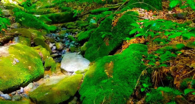 A clear stream flowing through a bed of small rocks, with moss-covered green rocks and lush green foliage along the bank.