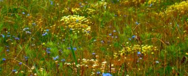 A meadow filled with vibrant summer wildflowers, predominantly yellow and blue, surrounded by green shrubbery