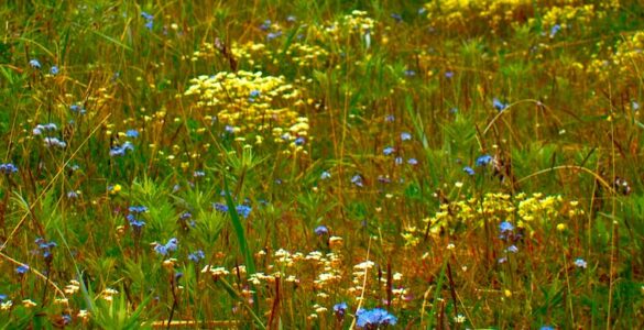 A meadow filled with vibrant summer wildflowers, predominantly yellow and blue, surrounded by green shrubbery